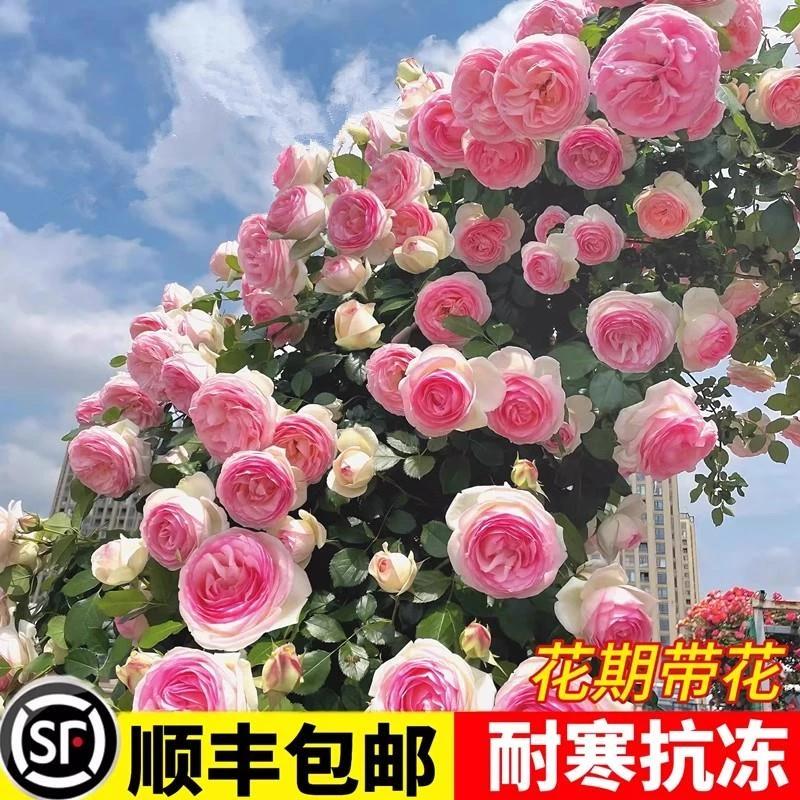 爬藤月季蔷薇花苗大花浓香庭院藤本花卉植物阳台盆栽玫瑰爬墙四季