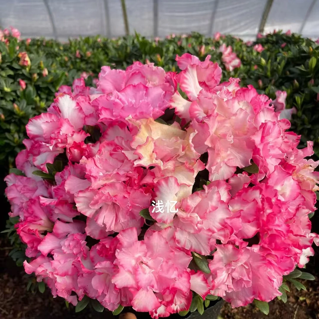 【西玛】精品杜鹃花四季开花耐寒耐热55公分
