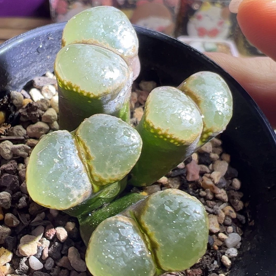 炸福利。  紫体白。