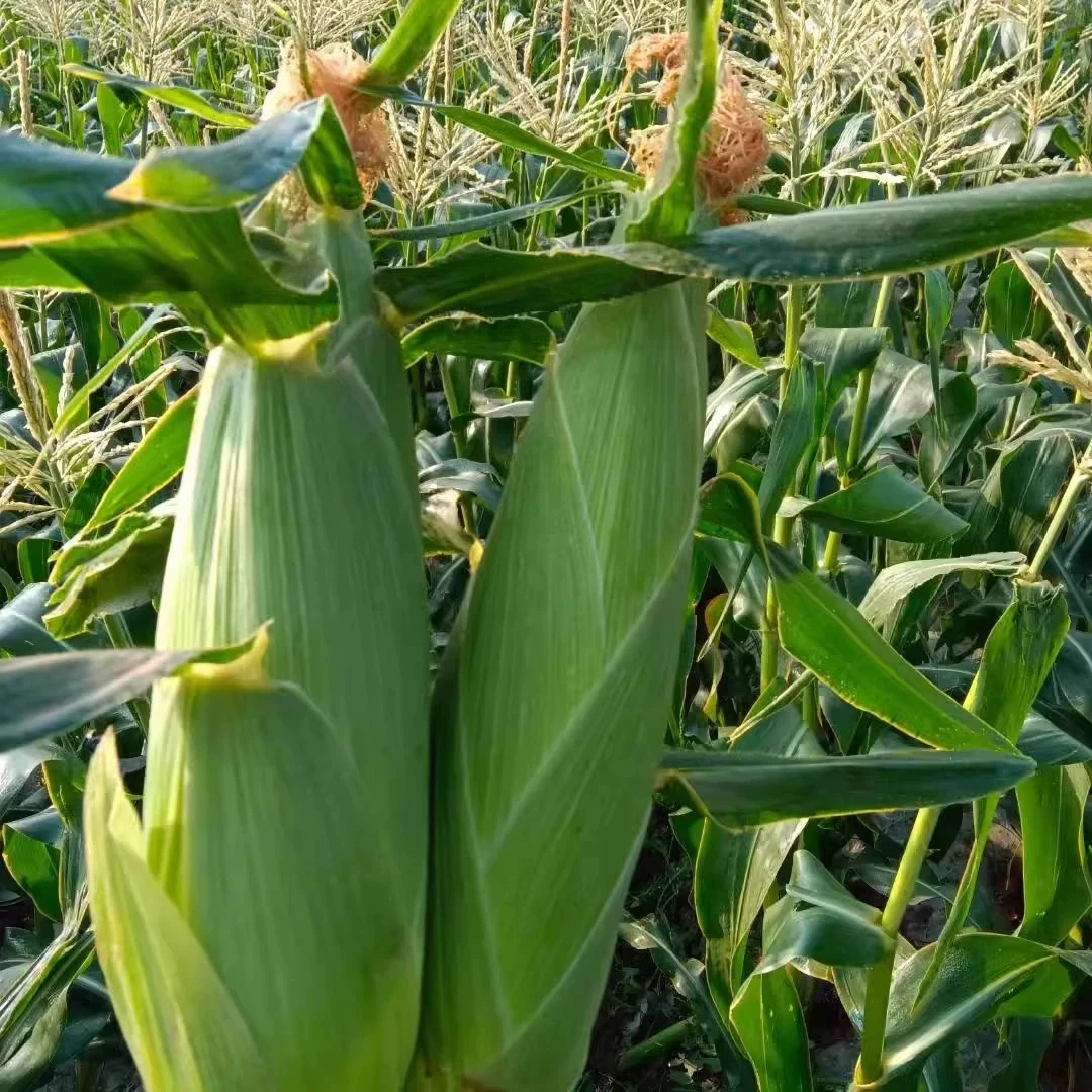 东北带叶鲜玉米8棒[顺丰包邮]