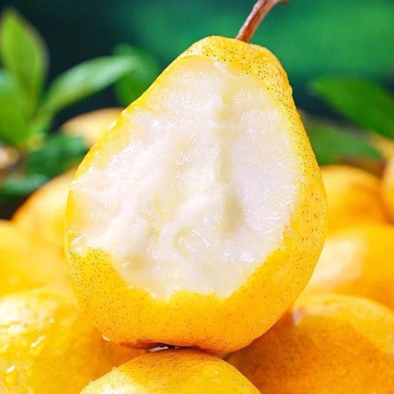 甘肃香蕉梨巴梨太婆梨放软吃口感软糯香甜多汁的新鲜水果