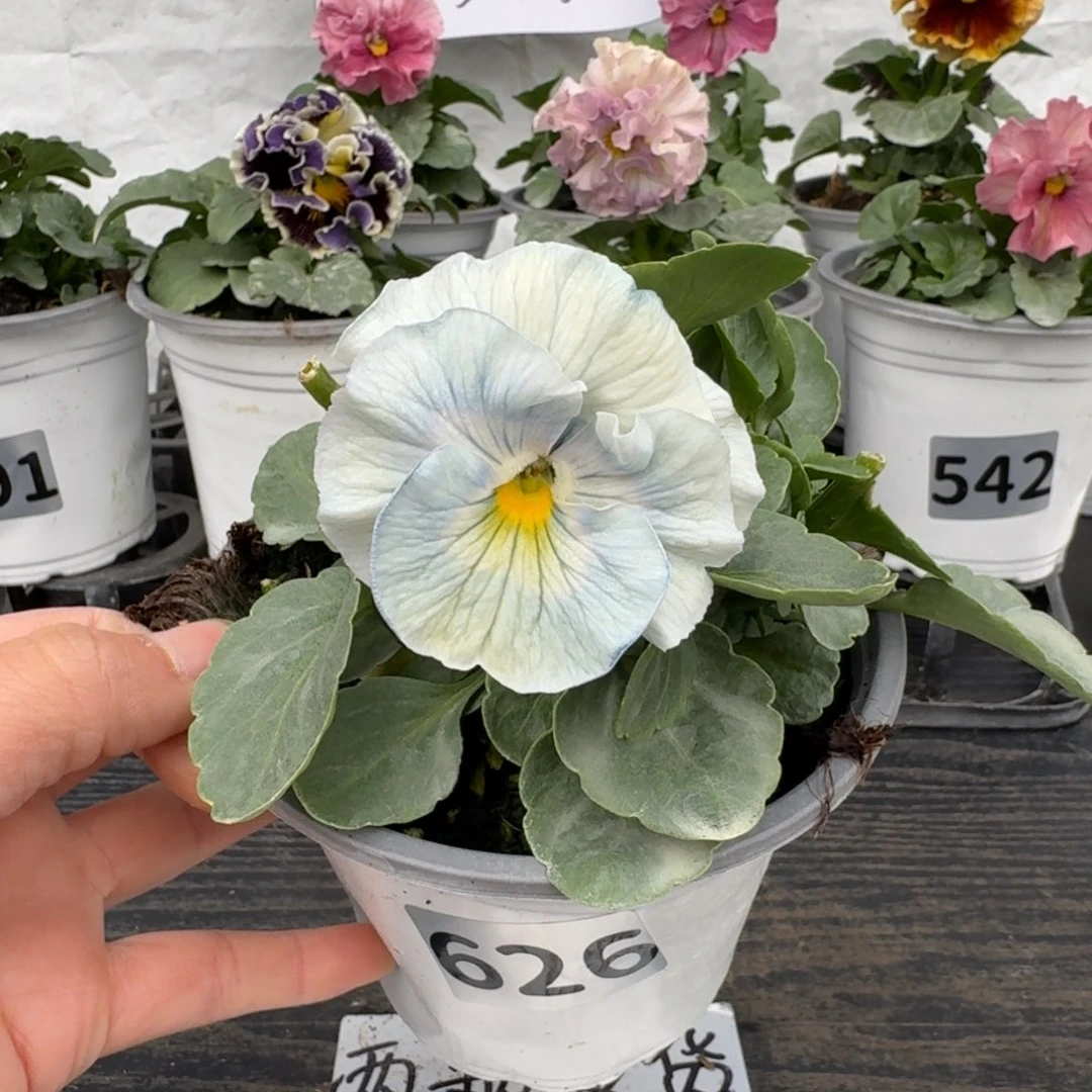 全部花朵626号蓝希尔