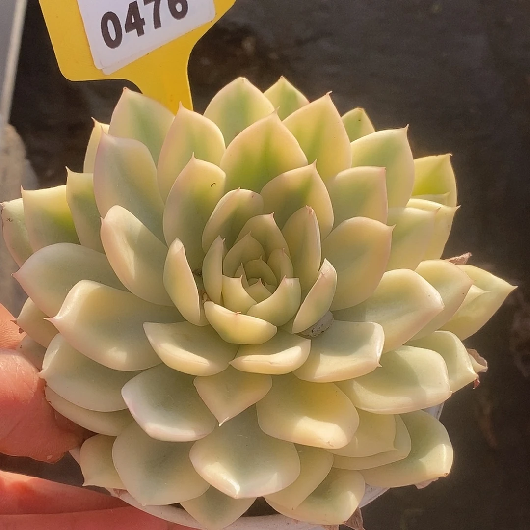 476月亮哈哈哈哈哈