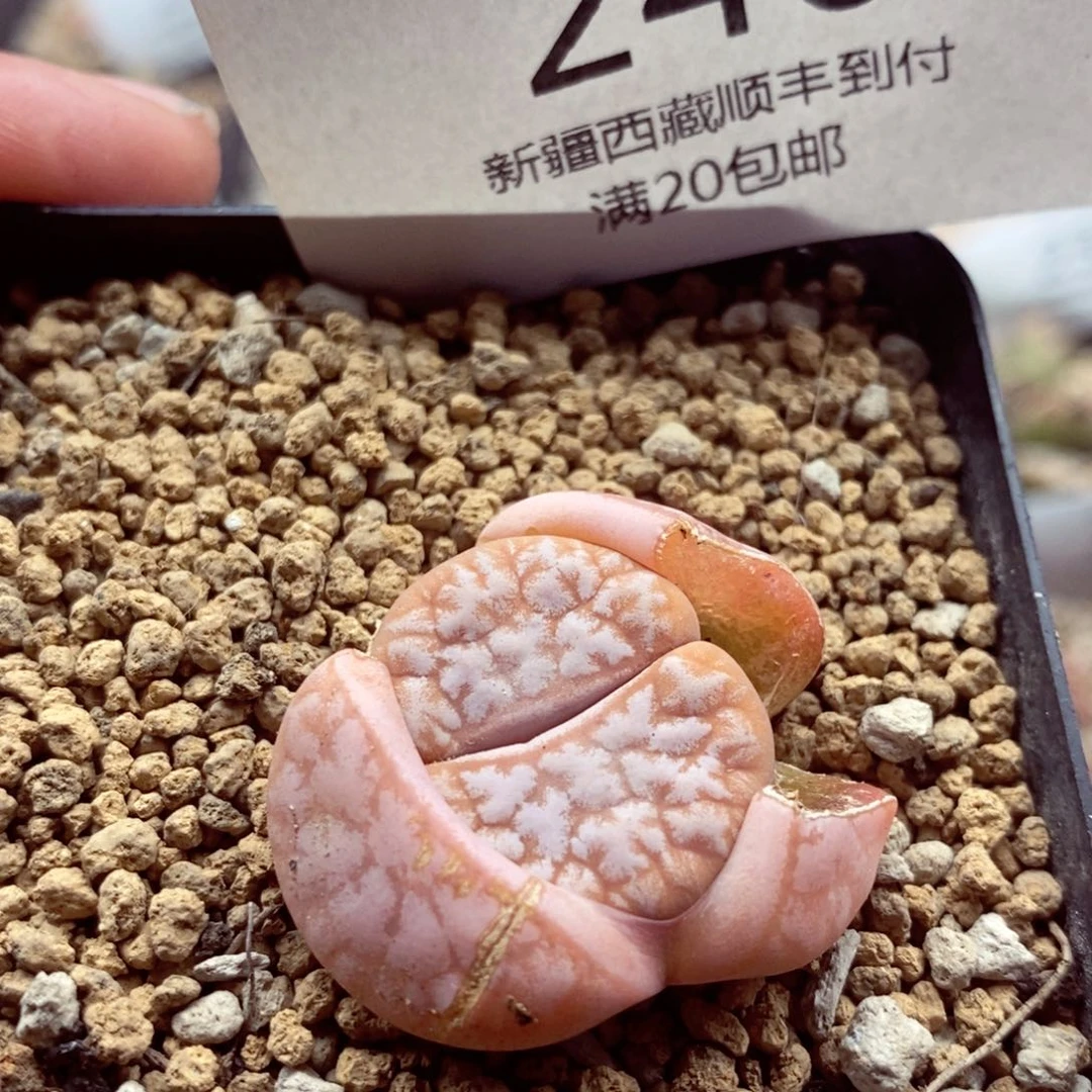 你们都是我的朋友们246