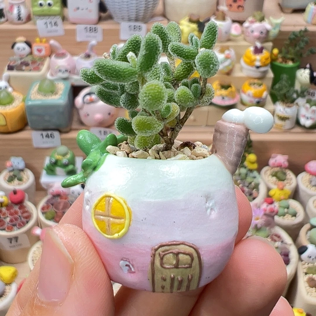 多肉植物200号枝干