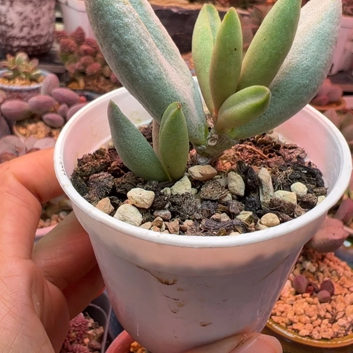 一物一拍，感谢支持