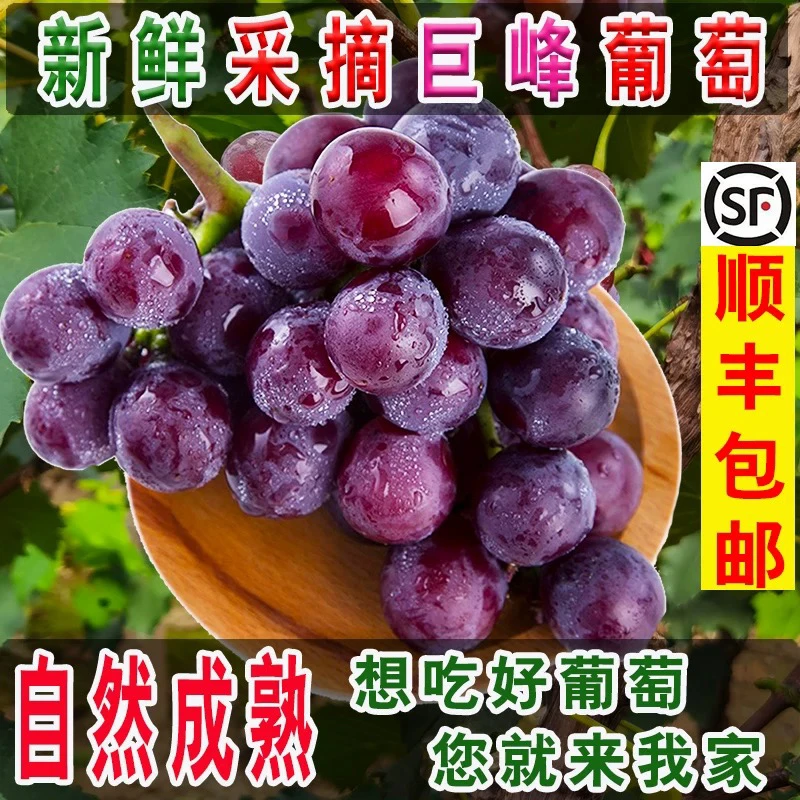 【2斤】无籽冰糖飓风葡萄酸甜口葡萄同城送山东省