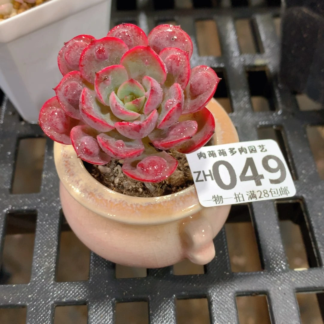 肉萌萌拇指盆精控多肉ZH049