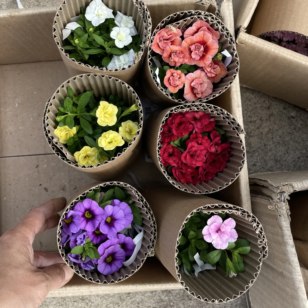 9厘米盆百万小铃多盆组合