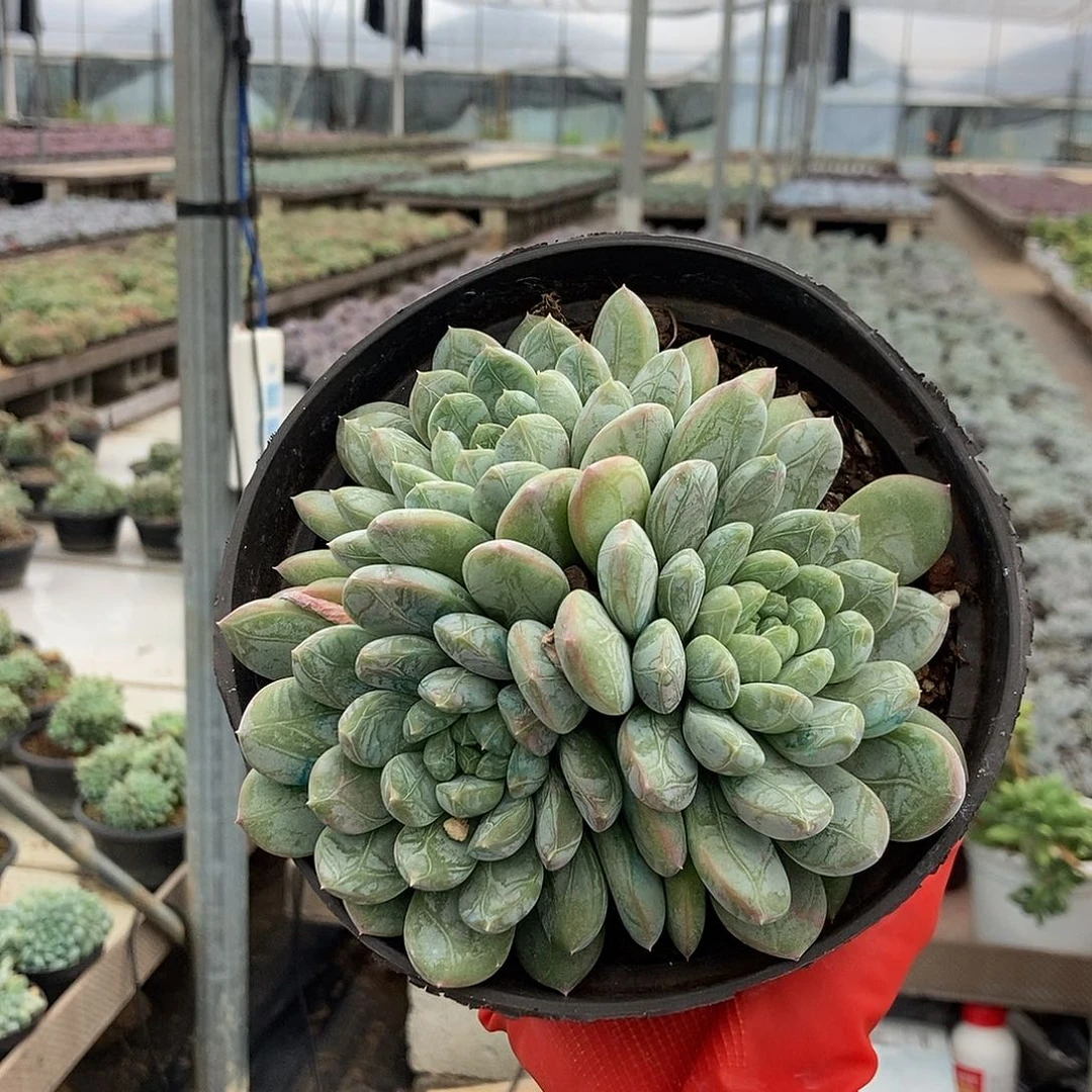 百搭翡翠三头随机发货