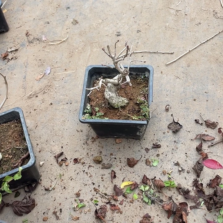 以***后无花朵25菊花菊花菊花菊花