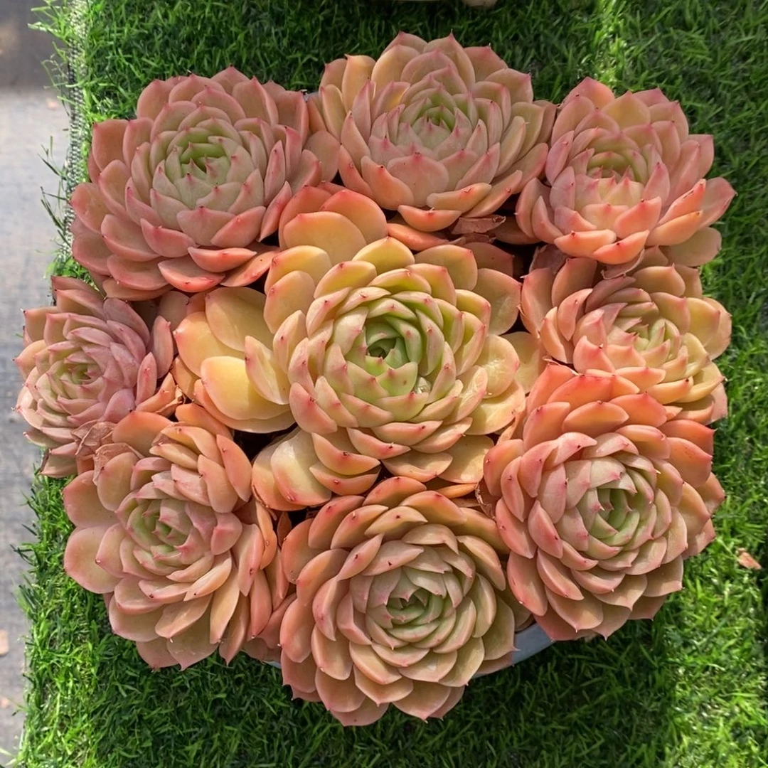 昂斯诺 一物一拍