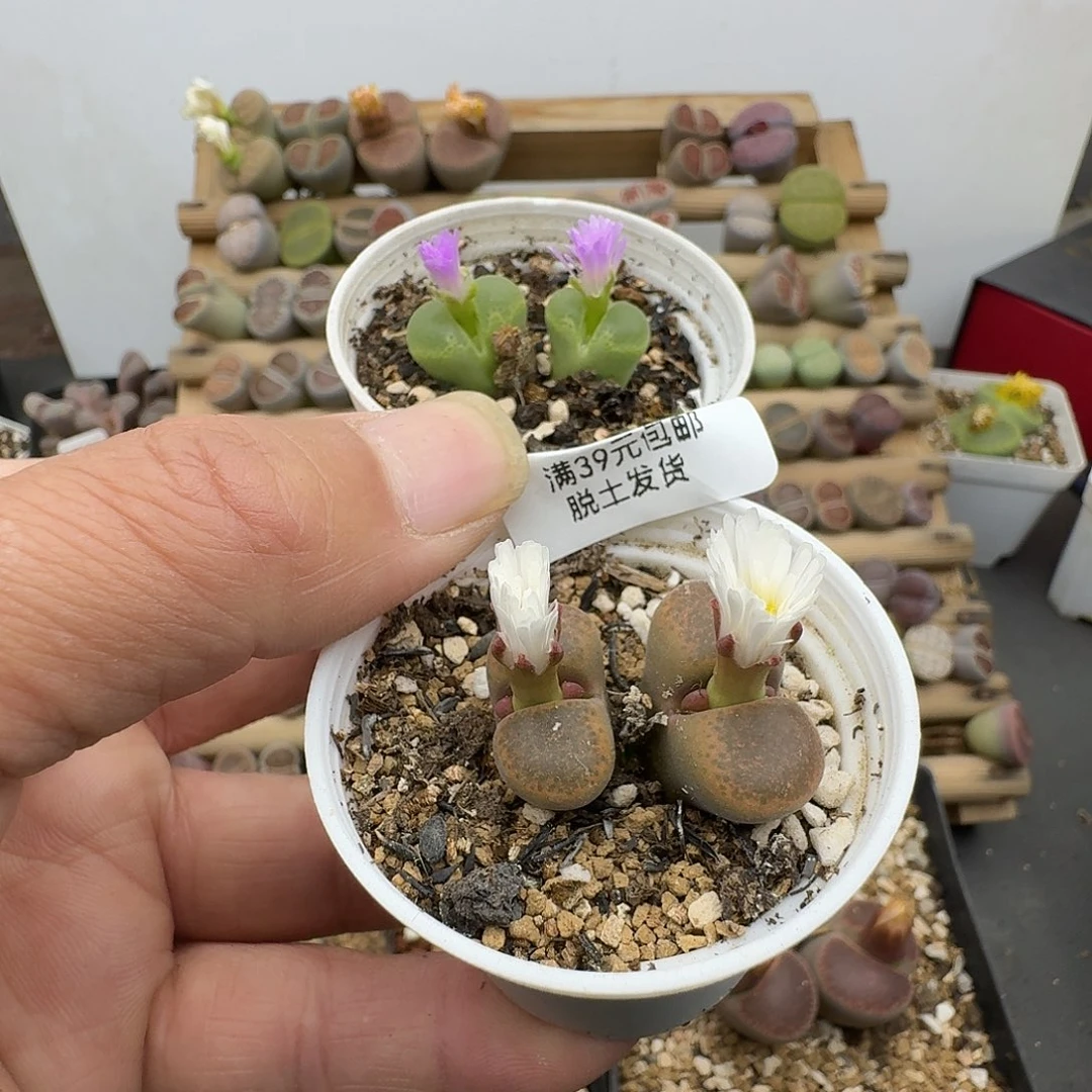 671多肉哈哈哈哈哈哈