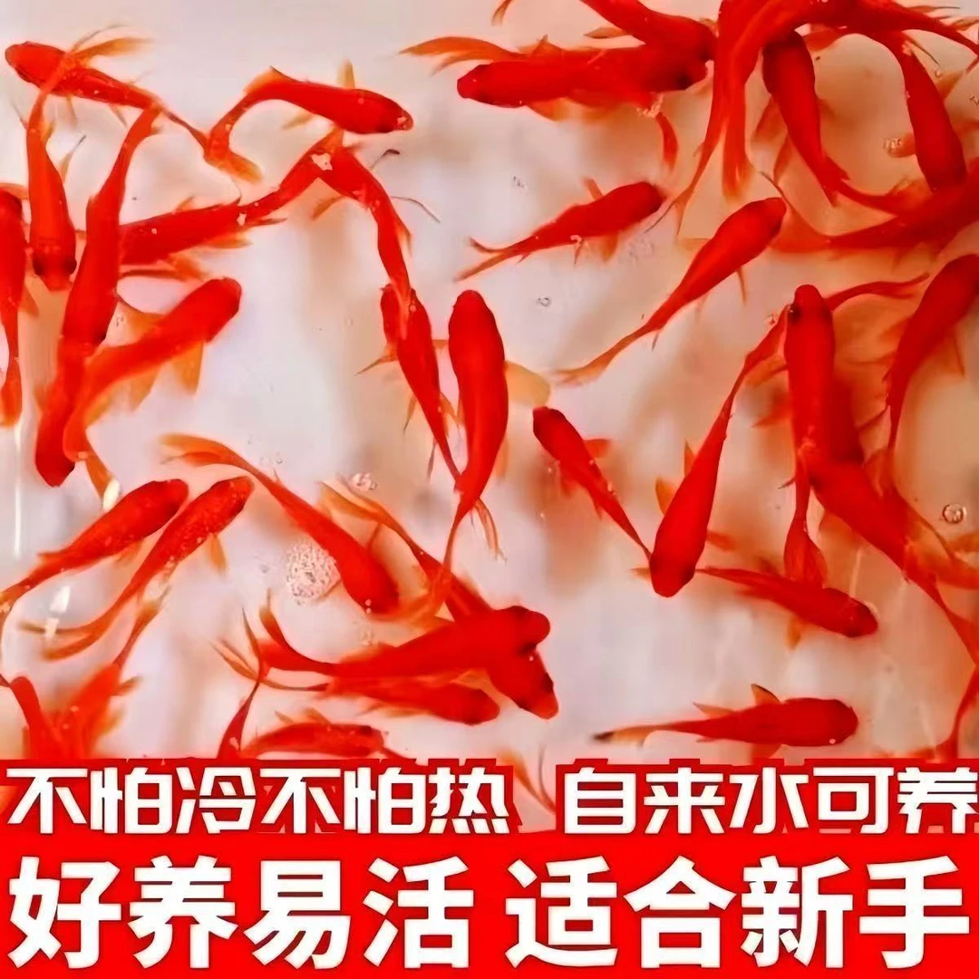 皮实好养耐活的冷水淡水观赏鱼草金鱼