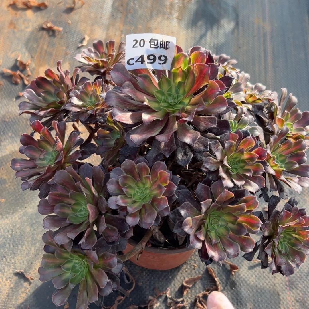 499月亮石，多肉法师说