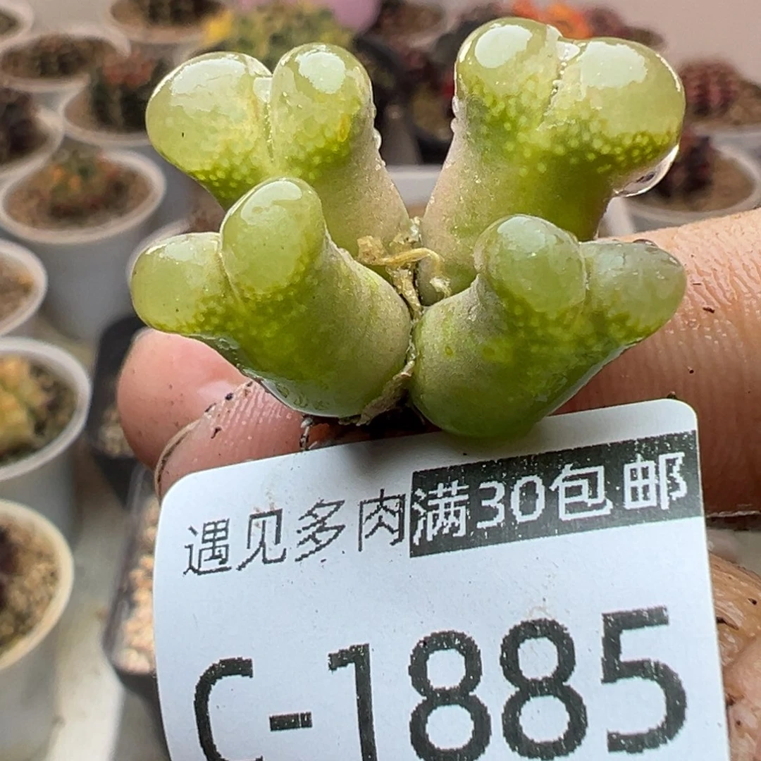 多肉植物1111111111
