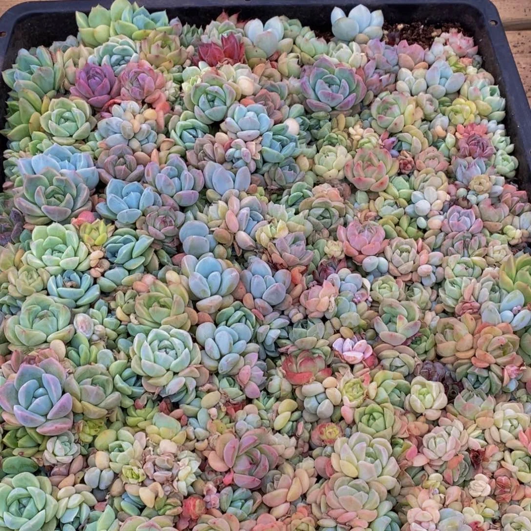 ৡ****552多肉植物保护研究所所长