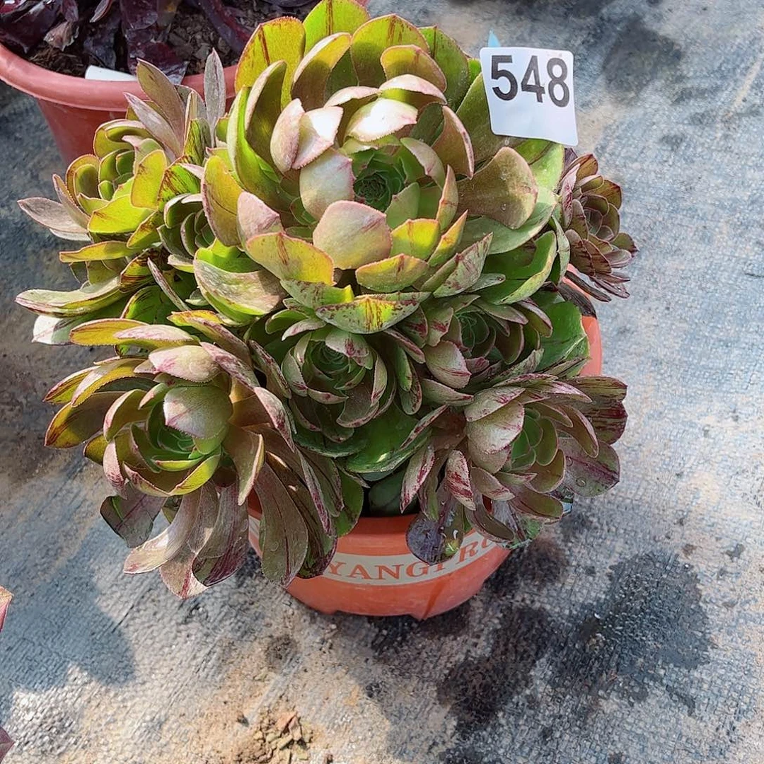 多肉植物548多肉