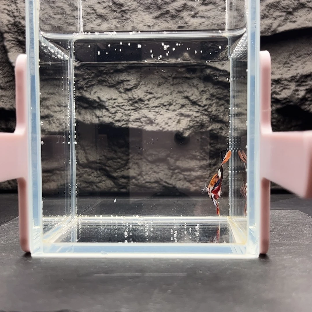 海水鱼宙斯斗鱼竞拍12--02