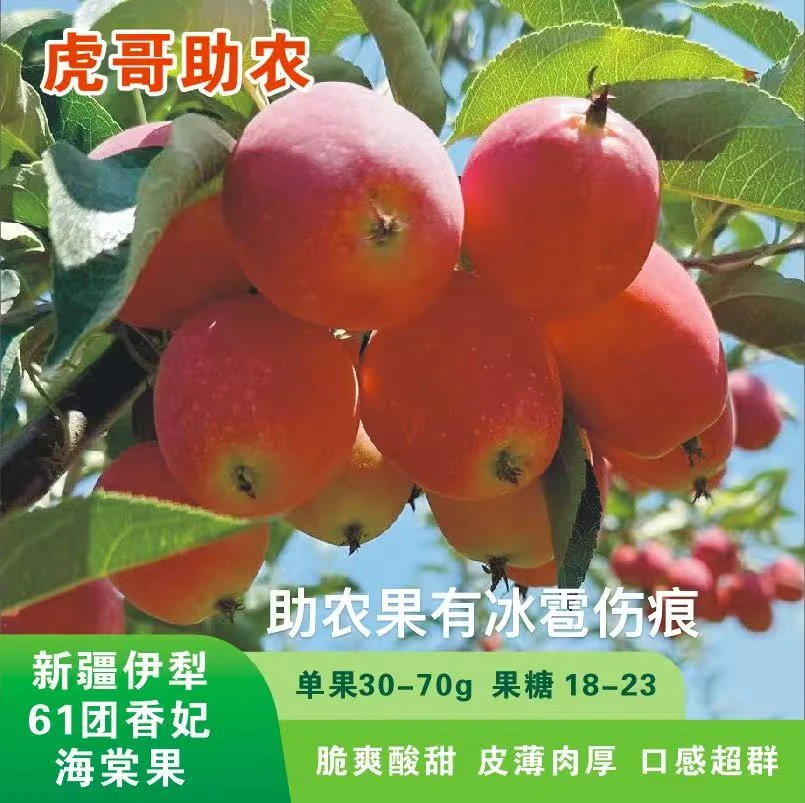 新疆伊犁61团香妃海棠果鸡心果脆甜多汁新鲜采摘新鲜发货