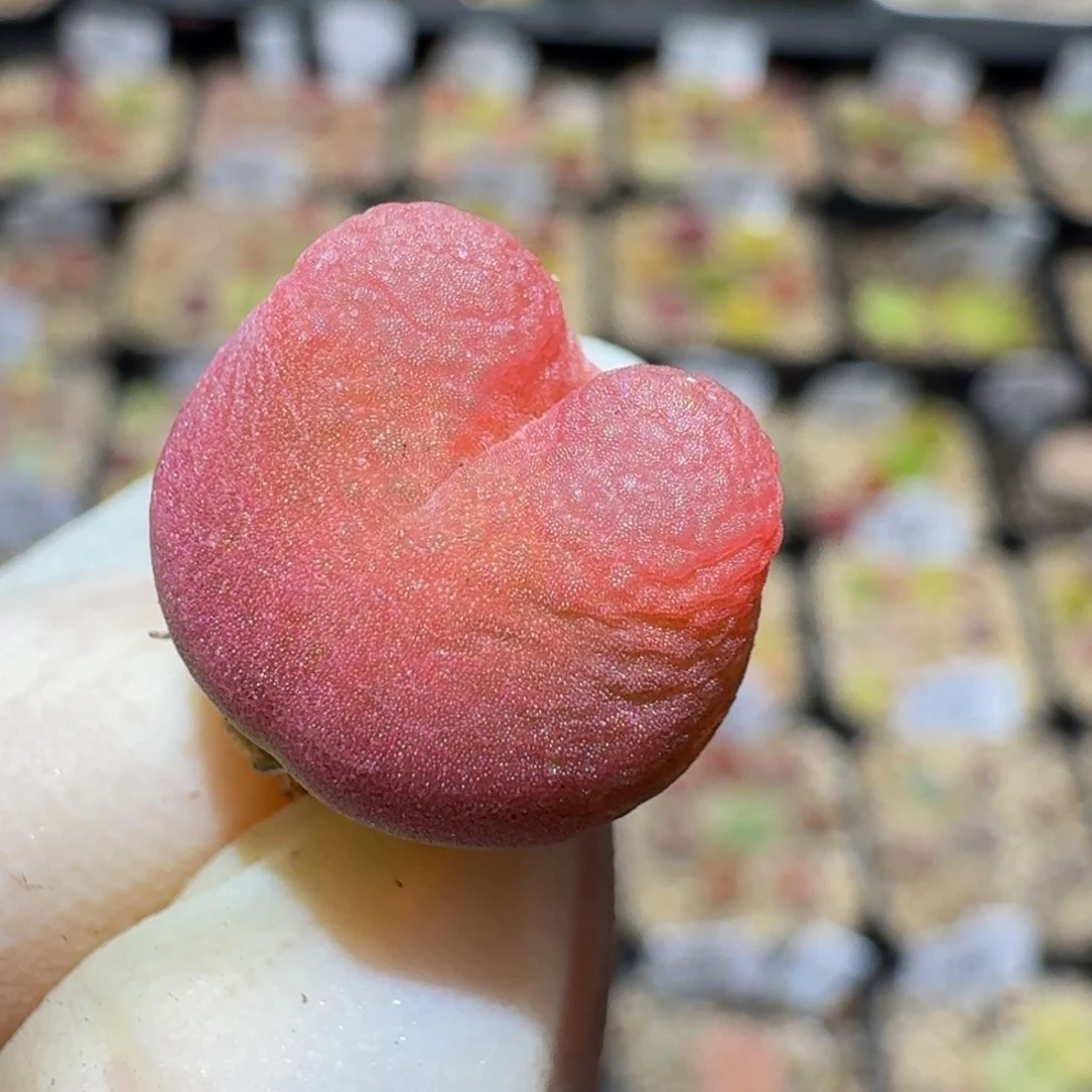 Sssss精品生石花870拉毛