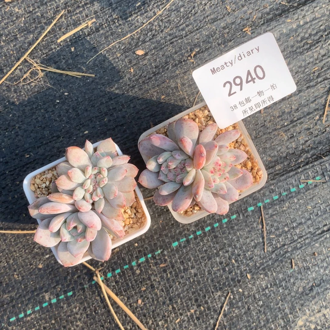 优***舍2940两颗带盆包邮