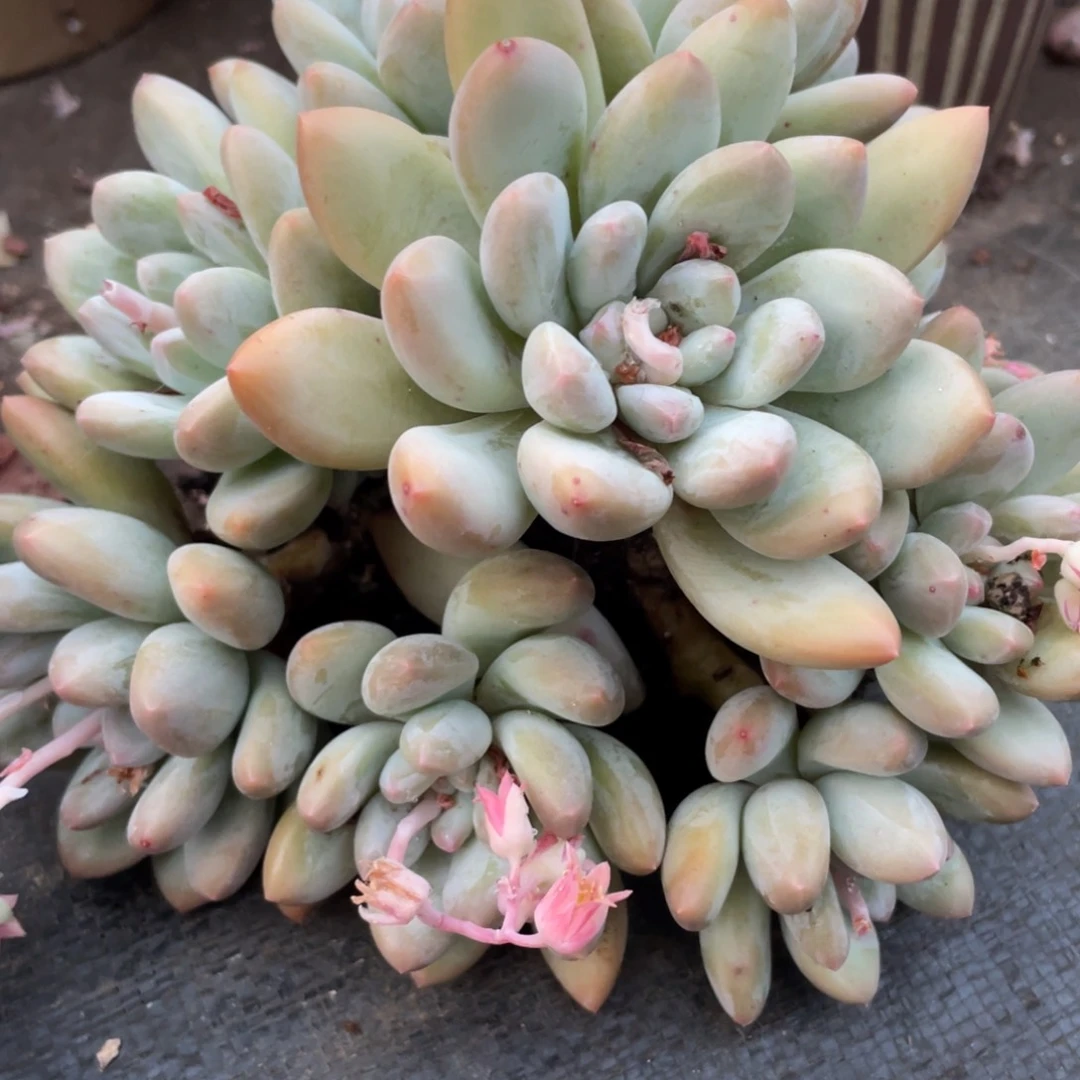 1083香水群生多肉植物老桩