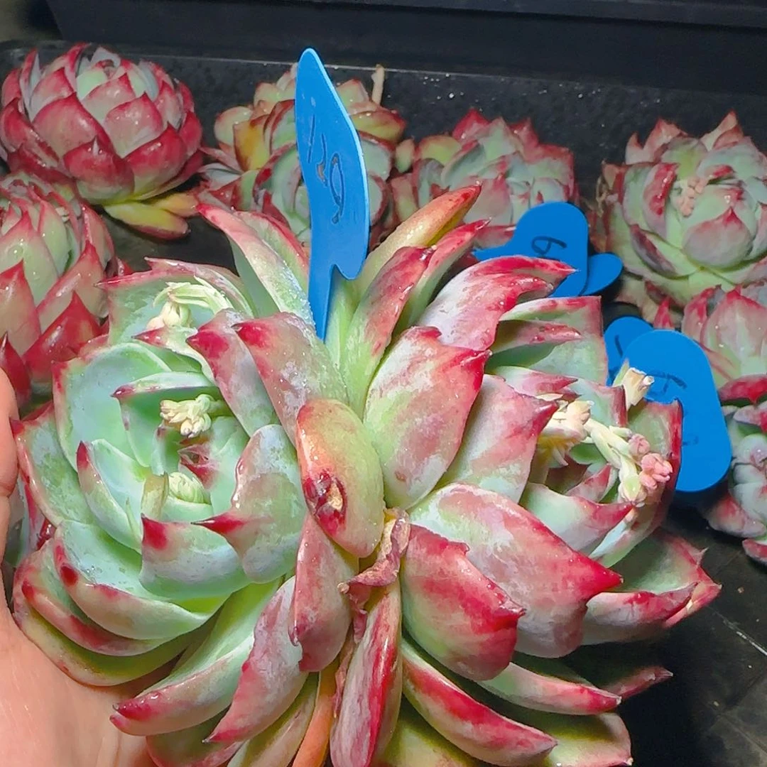 双头惊鸿仙子一物一拍129号