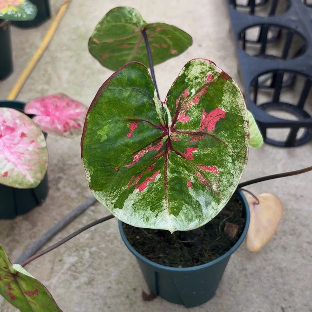 青苹果乐园 68-1221