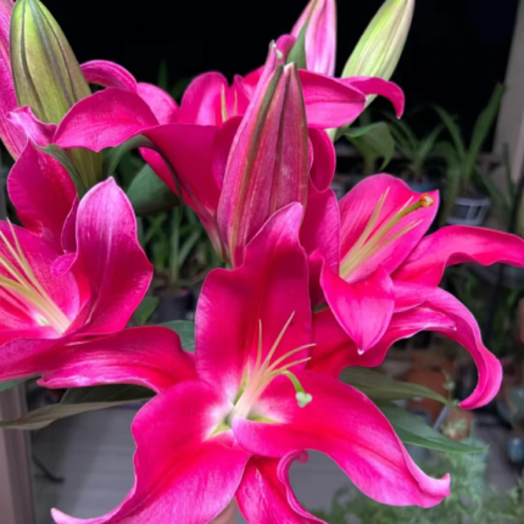 【火石】 香水百合东北鲜花基地直发货顺丰包邮办公室点缀鲜花