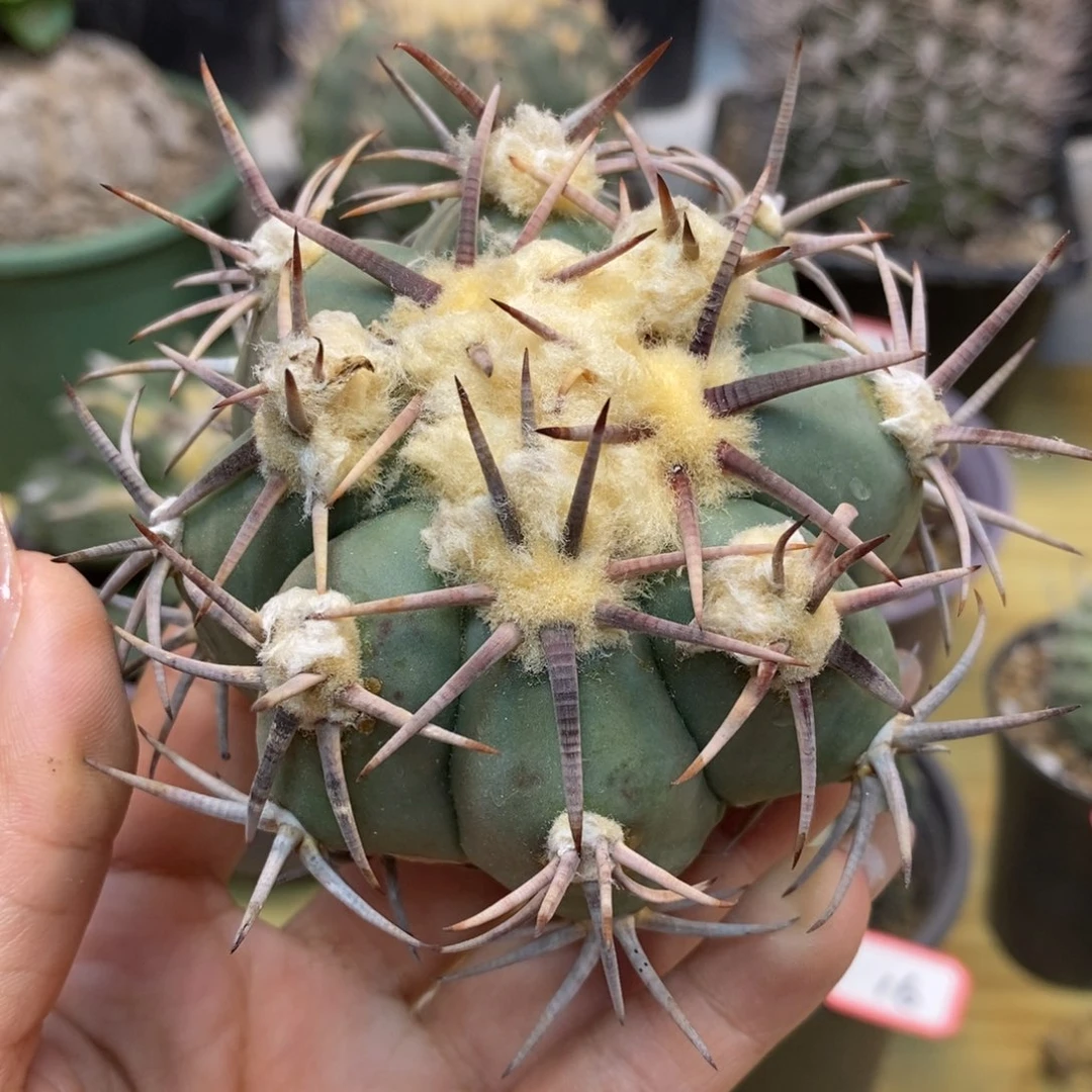 20号 苗接 花王整体10公分无根