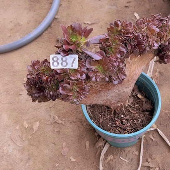 瑜***者多肉植物一个欧子追