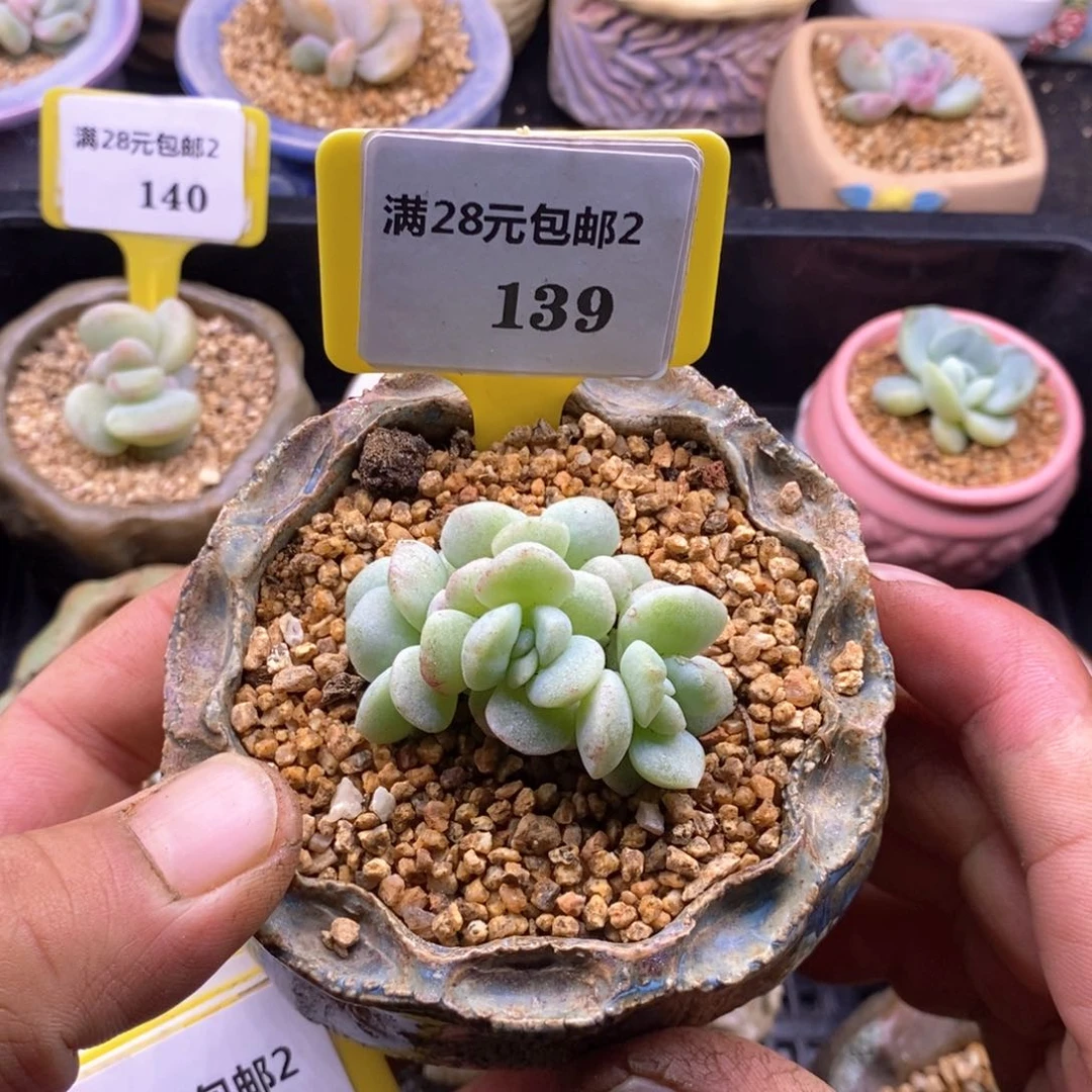 2139冰玉石化四头群