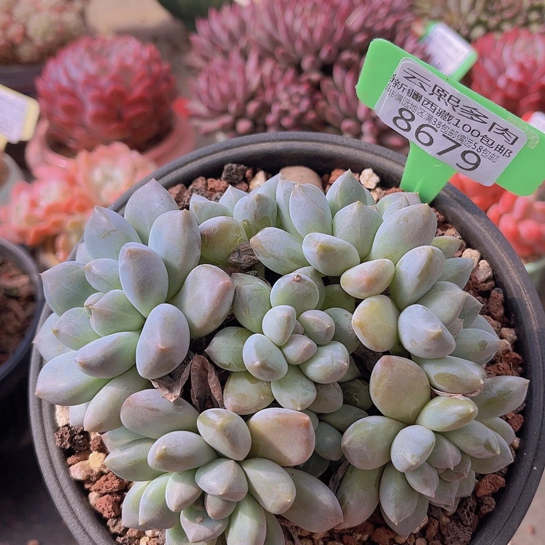 8679奶糖多肉植物