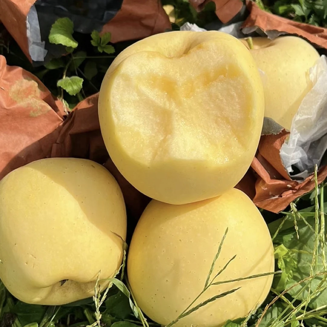 甘肃天水秦安套袋黄元帅金果脆甜微酸果园现摘直发