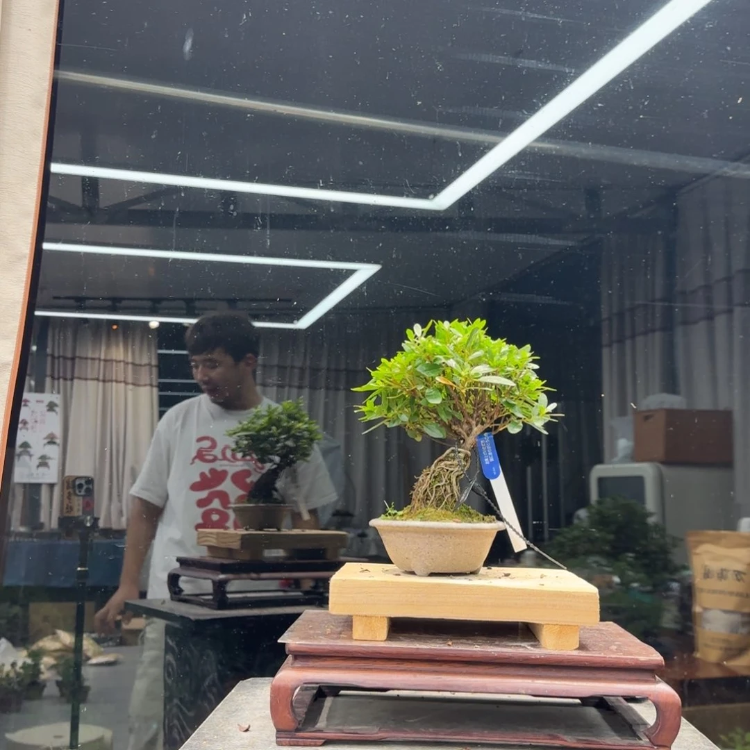海***湾无花朵花卉苗木花卉苗木