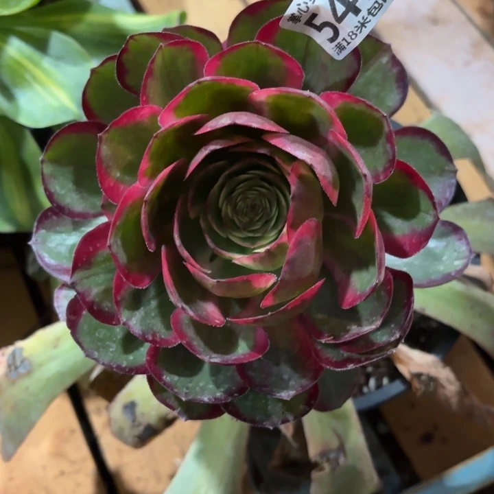 541粉花妖掌心多肉法师锦不包侧枝断枝