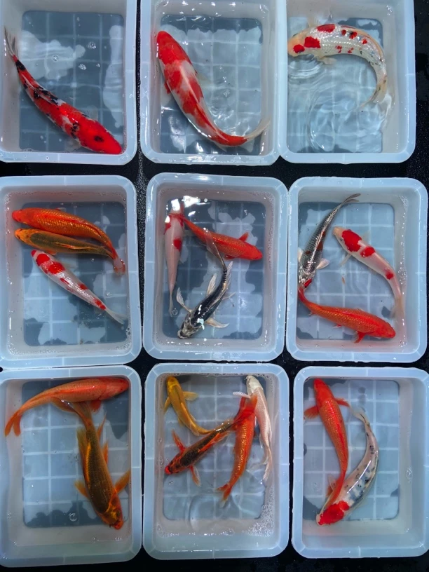 （黄牌100-200号）优质锦鲤观赏鱼 精品血统渔场直发