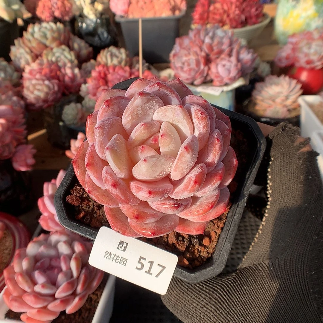 517冰橙多肉植物66666