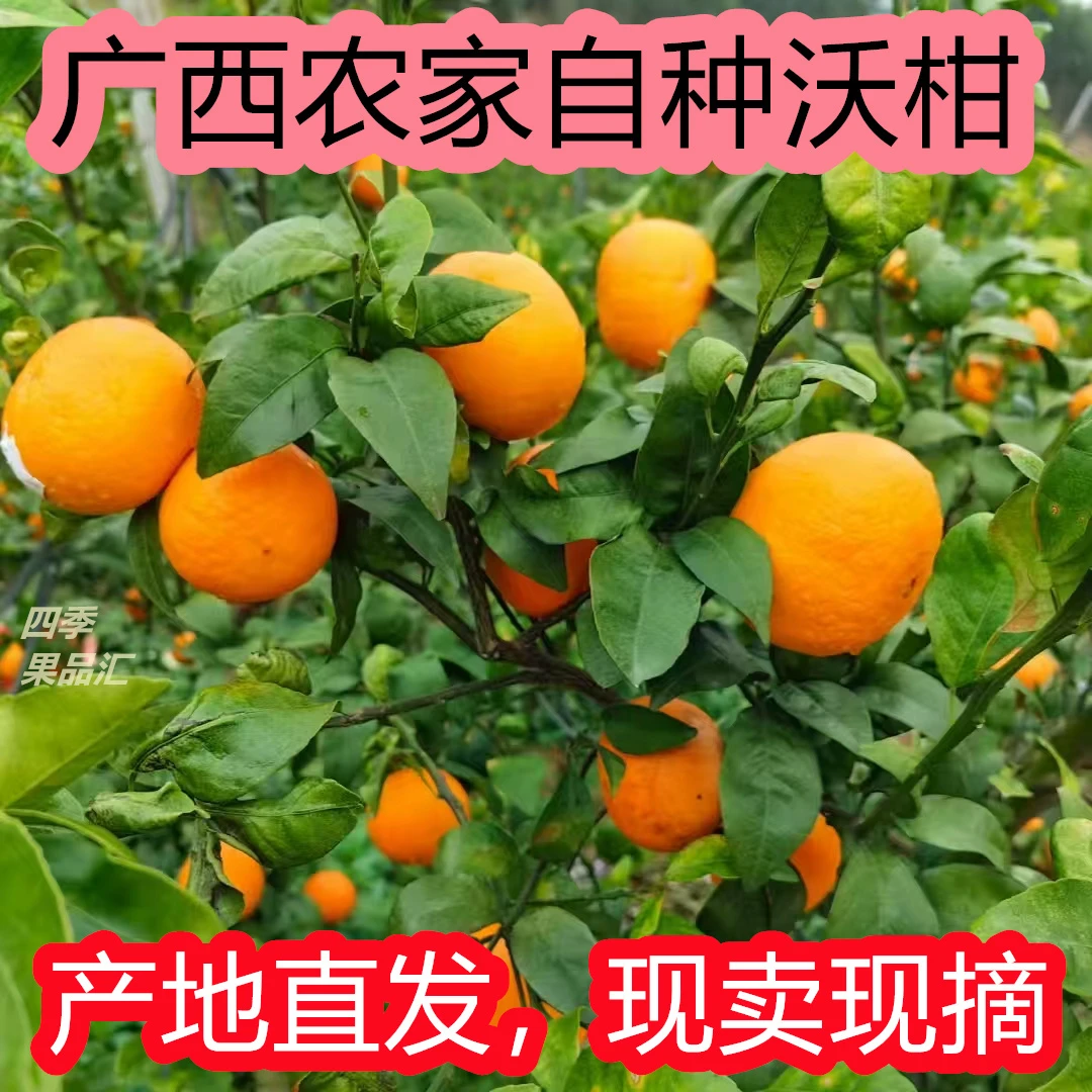 【自家果园现摘】正宗广西沃柑新鲜现摘现发精品超甜无籽沃柑快抢购