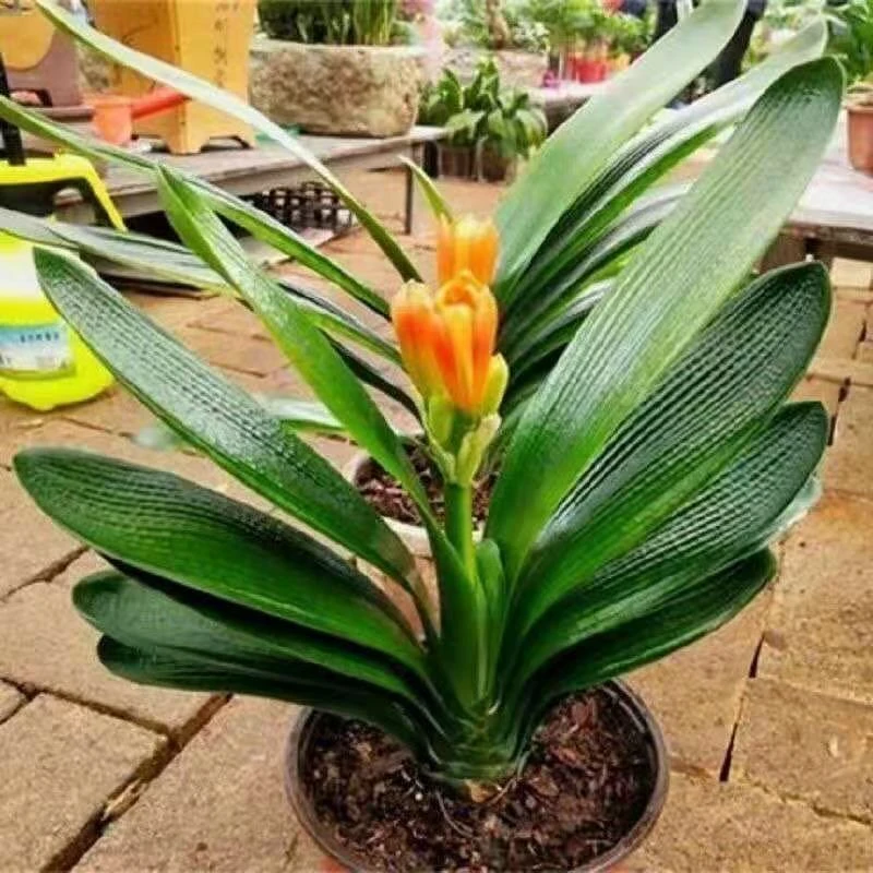 【橘红色】君子兰盆栽高贵客厅办公室好养耐寒耐热开花高档高端花苗