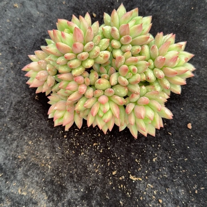 娜***子15厘米左右一组自拍得