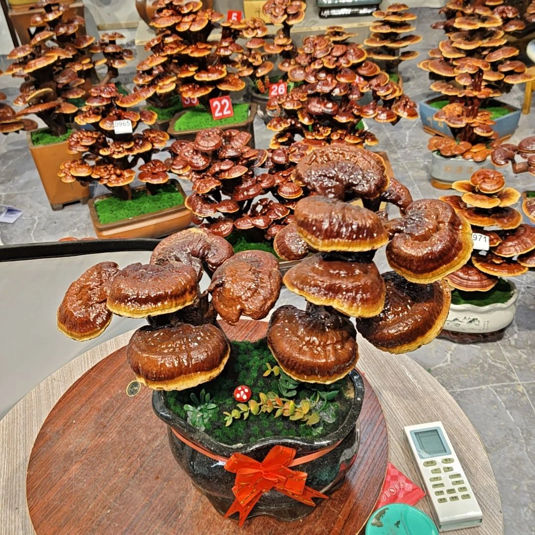 1****4赤灵芝灵芝盆景灵芝花