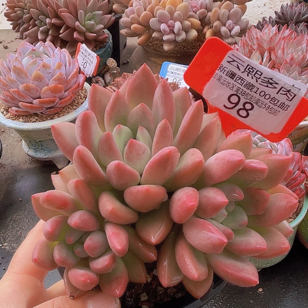 98仙贝多肉植物。