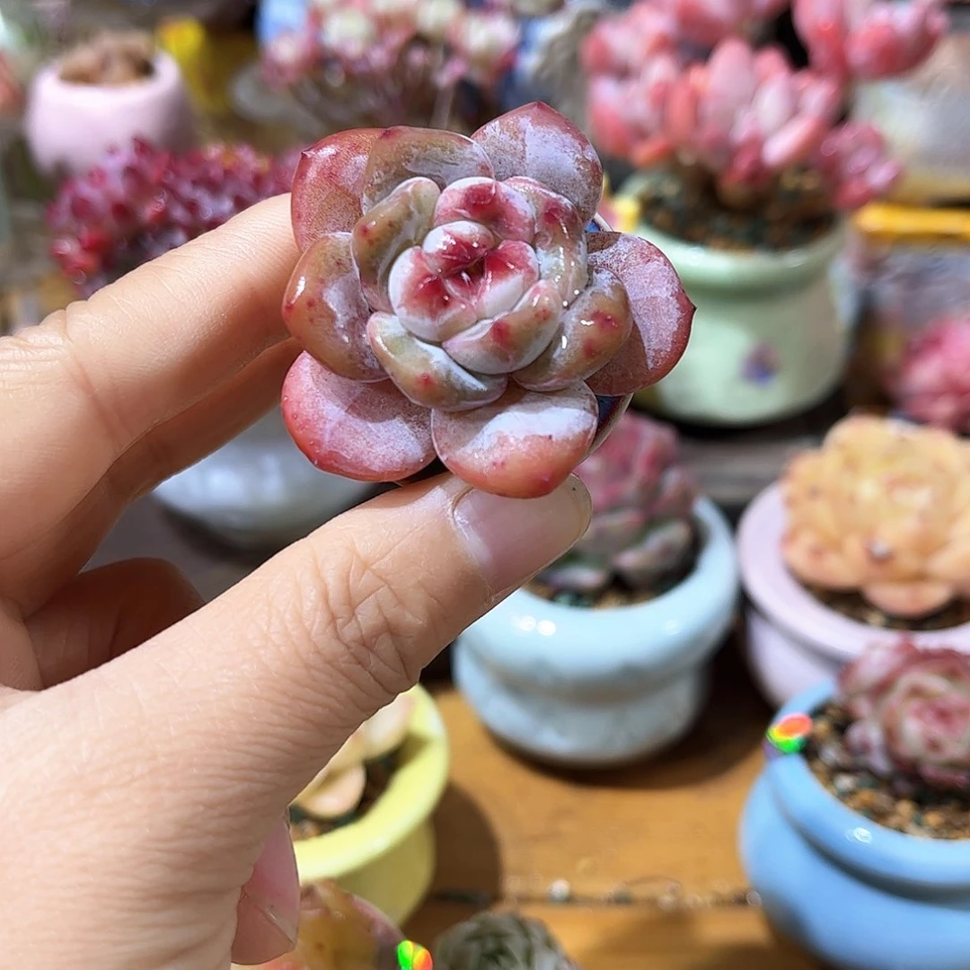 438 多肉含盆土30元包邮除偏远