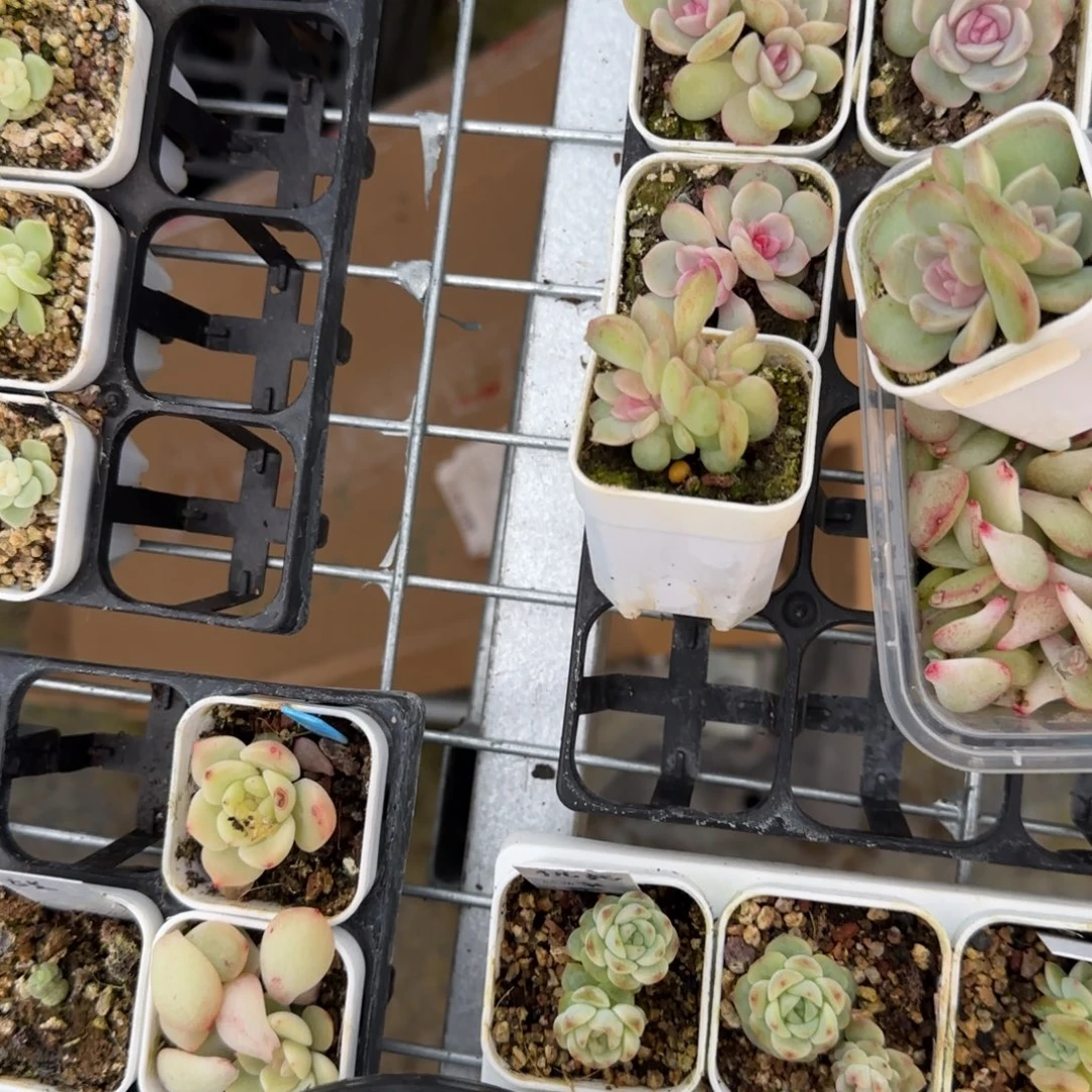 有理x15石化疑似盆一个2床满25包邮