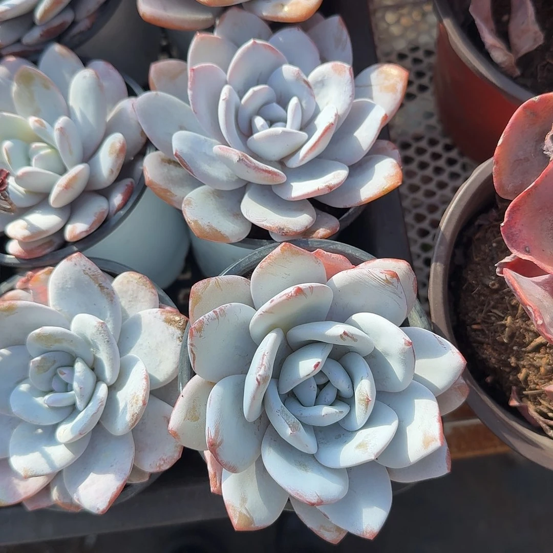 雪莲多肉植物精品