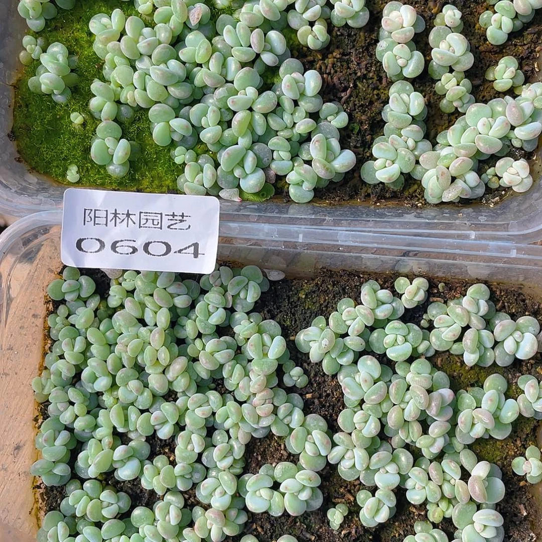 微***笑多肉植物多肉植物604