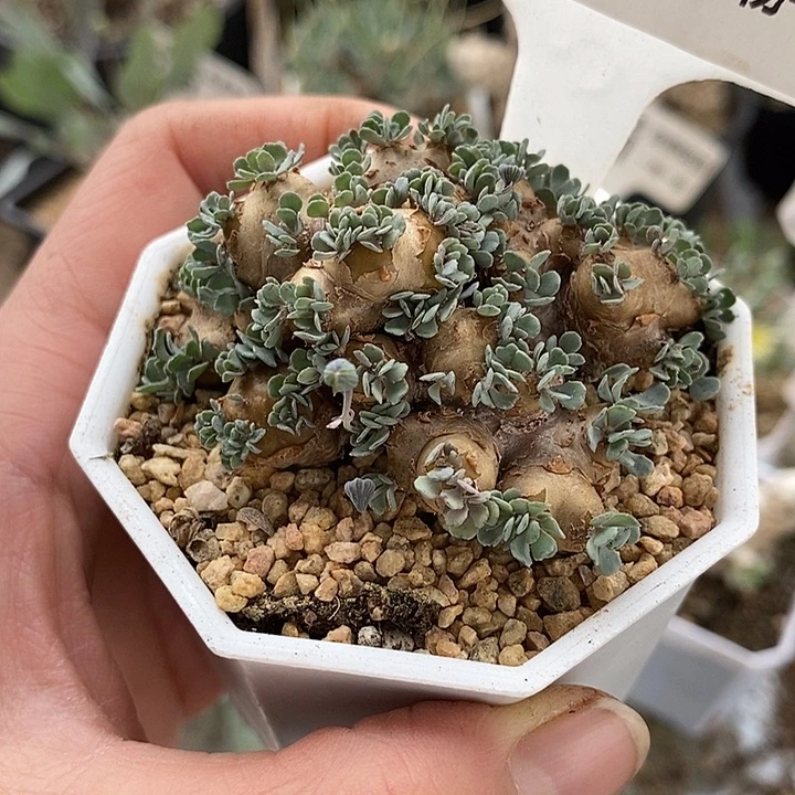 885格加厚敦菊带盆一一一一