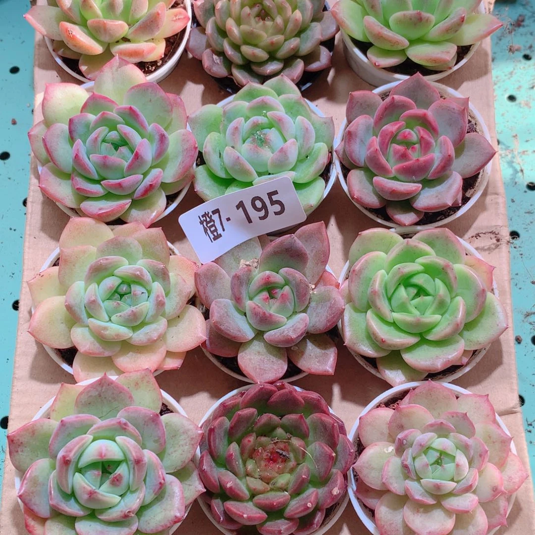 7-195一物一拍多肉带盆18颗